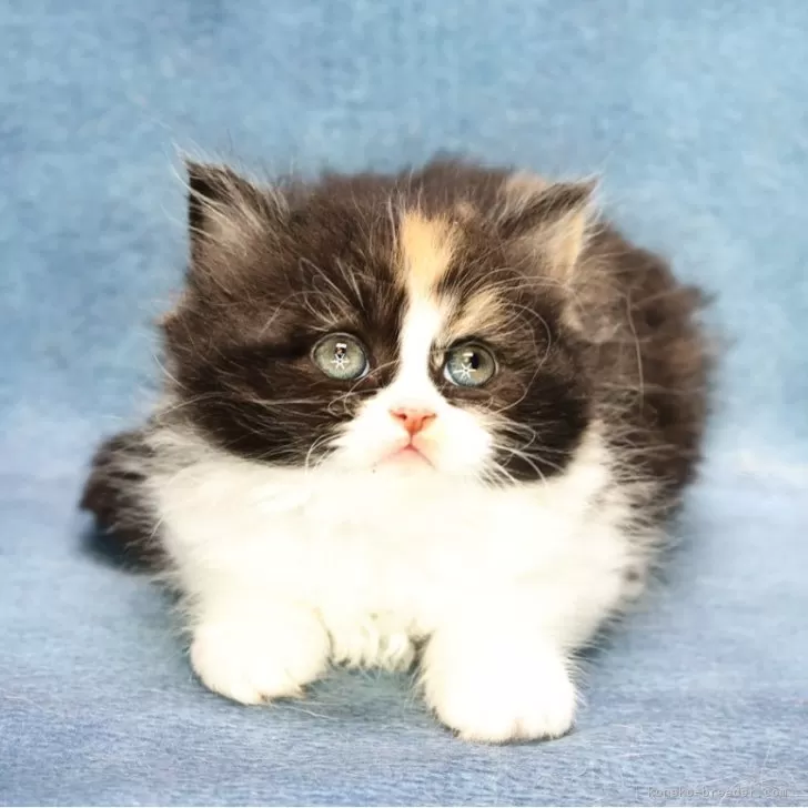 c 様のお迎えした子猫