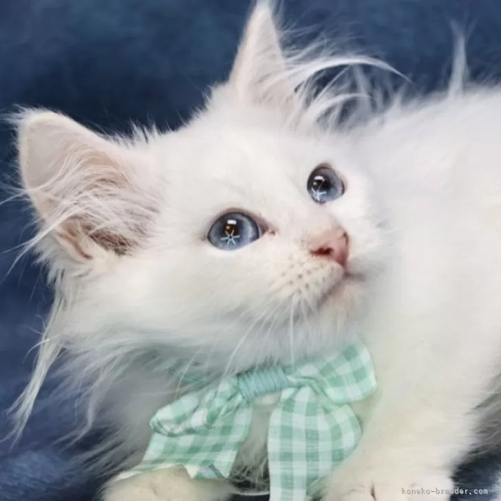 ID:2410-00040の子猫