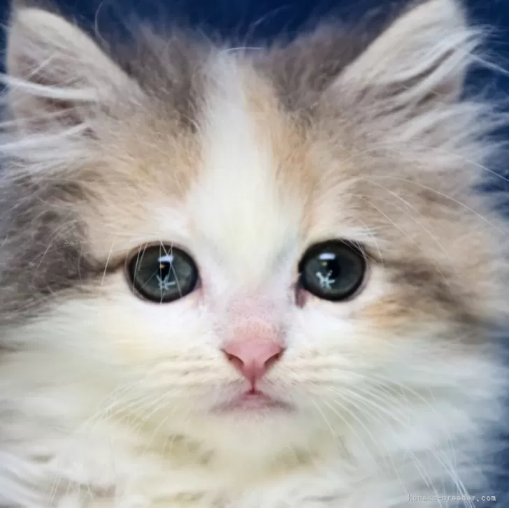 K.N 様のお迎えした子猫