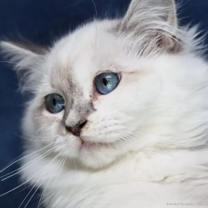 ID：2312-02972の子猫