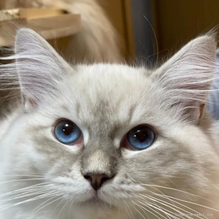 ID:2210-02065の子猫