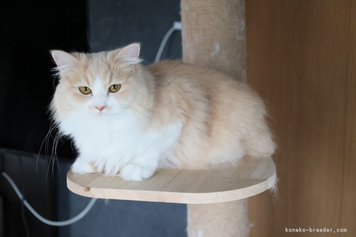 ラガマフィン【・女の子・2021年4月7日・クリーム】