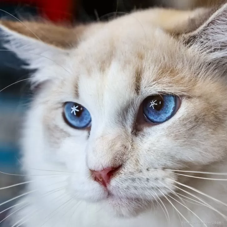 ID：2312-02967の子猫