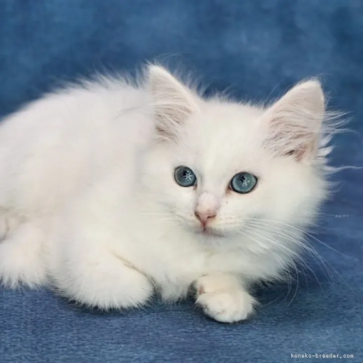ID:2308-00160の子猫