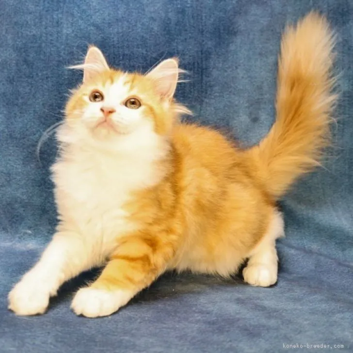 ID：2307-02458の子猫
