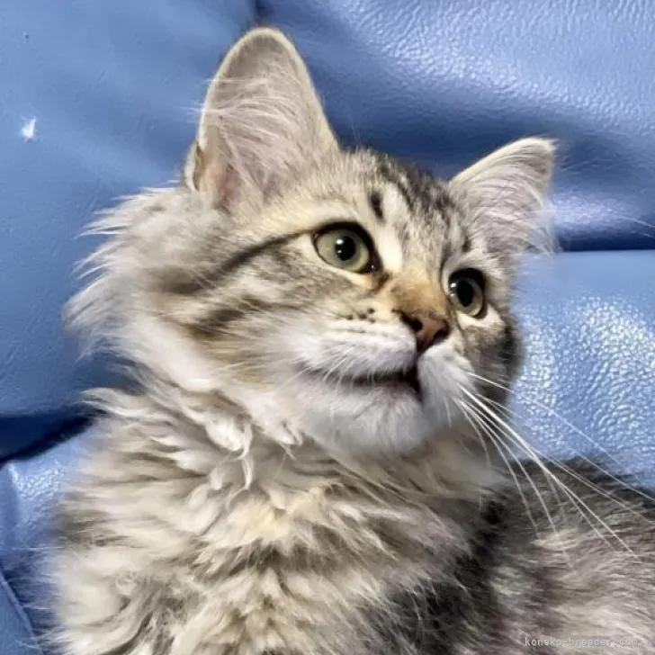 Aslan 様のお迎えした子猫