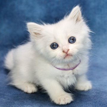 サイベリアン【京都府・女の子・2023年8月12日・ホワイトソリッド】の写真「両親外産の優良血統✨ブルーアイ💙」