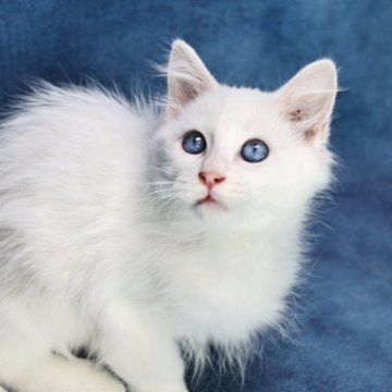 サイベリアン【京都府・男の子・2023年7月15日・ホワイトソリッド】の写真「両親外産の優良血統✨クリスマスセール中🎄」