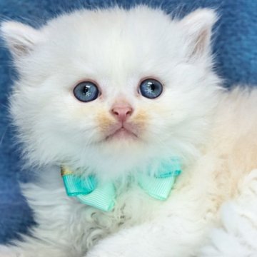 ラガマフィン【京都府・男の子・2024年8月17日・クリーム&ホワイト(ロング)】の写真「可愛い😍まんまるお目目💙特別値引き中です‼️」
