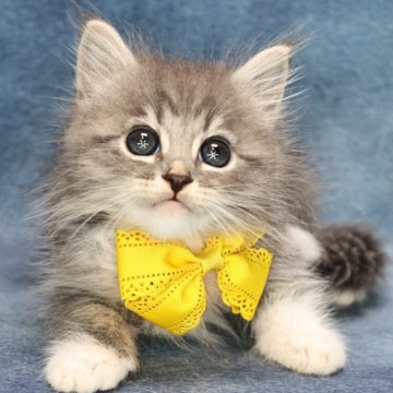 サイベリアン【京都府・男の子・2024年7月30日・ブルー&ホワイト】の写真「両親外産の優良血統✨クリスマスセール中🎄」