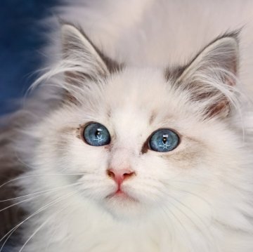 サイベリアン【京都府・男の子・2023年11月15日・ブルーポイントバイカラー】の写真「両親外産の優良血統✨ スプリングセール中🌸去勢済💙」