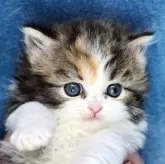 ラガマフィン【京都府・女の子・2024年1月10日・ブラウンパッチドタビー&ホワイト(ロング)】の写真1「2024.2.11 撮影」