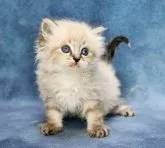 サイベリアン【京都府・男の子・2023年8月12日・ブルータビーポイント】の写真5