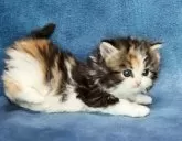 ラガマフィン【京都府・女の子・2024年1月10日・ブラウンパッチドタビー&ホワイト(ロング)】の写真5「2024.2.11 撮影」