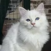 サイベリアン【京都府・男の子・2025年6月22日・クリームポイント(ネヴァマスカレード)】の写真3