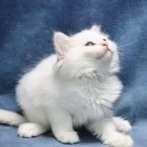 サイベリアン【京都府・男の子・2025年5月2日・クリームポイント(ネヴァマスカレード)】の写真8