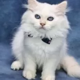 サイベリアン【京都府・男の子・2025年5月2日・クリームポイント(ネヴァマスカレード)】の写真4