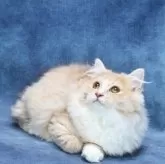 サイベリアン【京都府・男の子・2025年7月1日・クリームタビー&ホワイト】の写真3