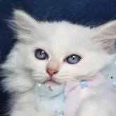 サイベリアン【京都府・男の子・2025年5月2日・クリームポイント(ネヴァマスカレード)】の写真6