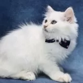 サイベリアン【京都府・男の子・2025年5月2日・クリームポイント(ネヴァマスカレード)】の写真5