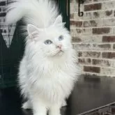 サイベリアン【京都府・男の子・2025年5月1日・ホワイトソリッド】の写真2