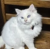 サイベリアン【京都府・男の子・2025年5月2日・クリームポイント(ネヴァマスカレード)】の写真2