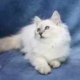 サイベリアン【京都府・女の子・2025年5月1日・ブルーポイント(ネヴァマスカレード)】の写真3