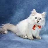 サイベリアン【京都府・女の子・2025年5月1日・ブルーポイント(ネヴァマスカレード)】の写真5