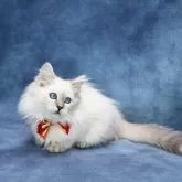 サイベリアン【京都府・女の子・2025年5月1日・ブルーポイント(ネヴァマスカレード)】の写真4