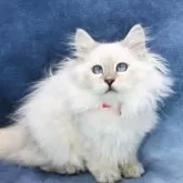 サイベリアン【京都府・女の子・2025年5月1日・ブルーポイント(ネヴァマスカレード)】の写真2