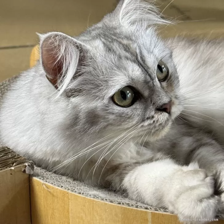 ID:2404-02514の子猫