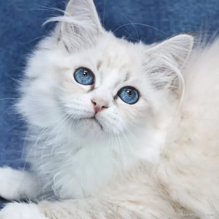 ID：2504-00457の子猫