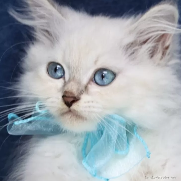 ID：2505-04015の子猫