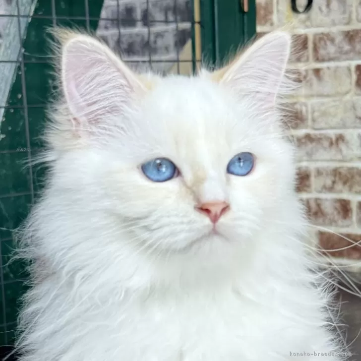 サイベリアン【京都府・男の子・2025年6月22日・クリームポイント(ネヴァマスカレード)】の写真1