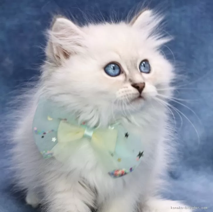 ID：2506-00982の子猫