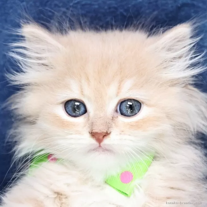 ラガマフィン【京都府・男の子・2025年9月14日・クリームタビー&amp;ホワイト(ロング)】の写真1