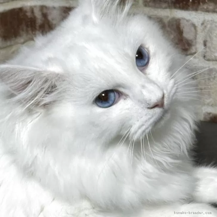 サイベリアン【京都府・男の子・2025年2月26日・ホワイトソリッド】の写真1