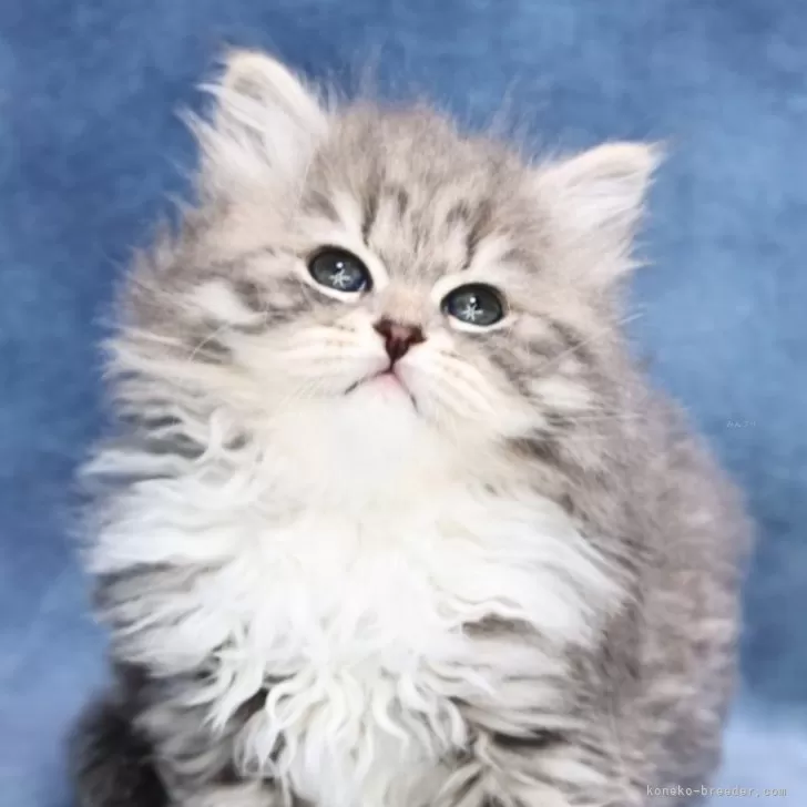 ID：2503-00927の子猫