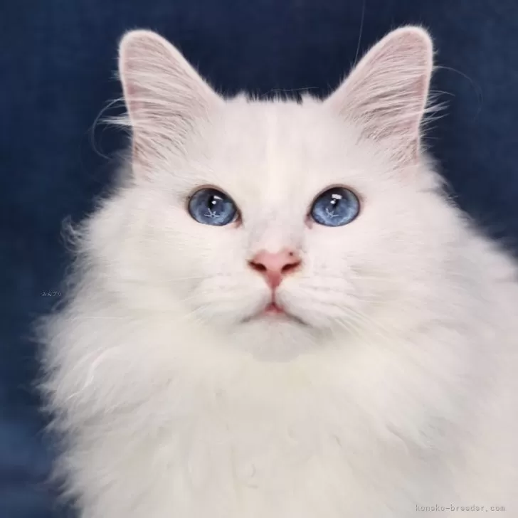 ID：2505-04012の子猫