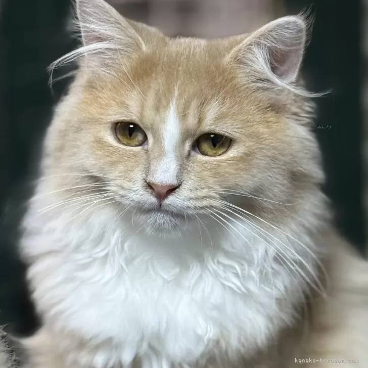 サイベリアン【京都府・男の子・2025年7月1日・クリームタビー&amp;ホワイト】の写真1