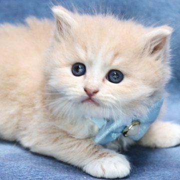 サイベリアン【京都府・男の子・2025年7月1日・クリームタビー&ホワイト】の写真「パパ外産✨ホワイトソックス❣️サマーセール🌻」