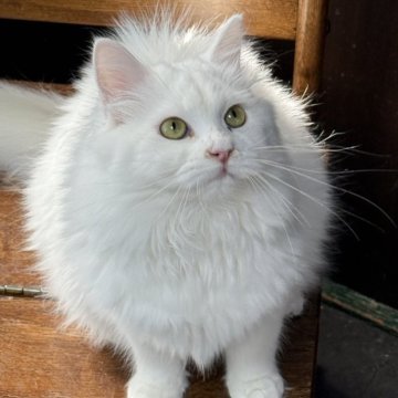 サイベリアン【京都府・女の子・2025年5月12日・ホワイトソリッド】の写真「両親外産👑ゴールドアイ❣️ 特別値引き中❣️」