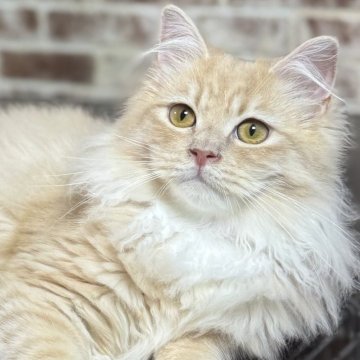 サイベリアン【京都府・男の子・2025年7月1日・クリームタビー&ホワイト】の写真「パパ外産✨ホワイトソックス❣️ 特別値引き中❣️」