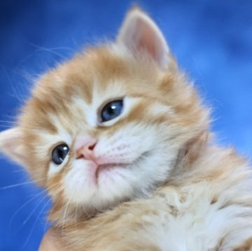 サイベリアン【京都府・男の子・2025年11月7日・レッドタビー】の写真「パパ外産👑優しいお顔💖燃えるようなレッド❣️」