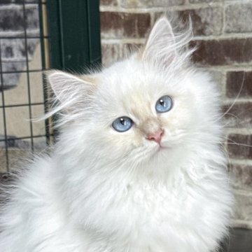 サイベリアン【京都府・男の子・2025年6月22日・クリームポイント(ネヴァマスカレード)】の写真「両親外産の優良血統👑美男子❣️特別値引き中❣」