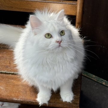 サイベリアン【京都府・女の子・2025年5月12日・ホワイトソリッド】の写真「両親外産👑ゴールドアイ❣️ 特別値引き中❣️」