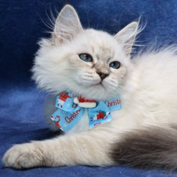 サイベリアン【京都府・男の子・2025年8月30日・ブルーリンクスポイント(ネヴァマスカレード)】の写真「両親外産の優良血統👑美形兄弟💙特別値引き中‼️」