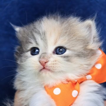 ラガマフィン【京都府・女の子・2025年11月20日・ダイリュートキャリコ(ロング)】の写真「可愛い❣️美形兄妹💖クリスマス特価🎄」