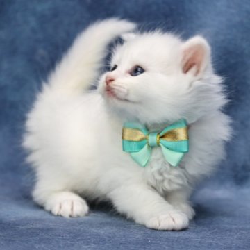サイベリアン【京都府・男の子・2025年5月2日・ホワイトソリッド】の写真「両親外産の優良血統✨可愛さ爆発❣️特別価格‼️」