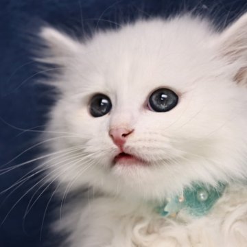 サイベリアン【京都府・女の子・2025年9月7日・ホワイトソリッド】の写真「両親外産👑ゴールドアイ❣️ 特別値引き中❣️」